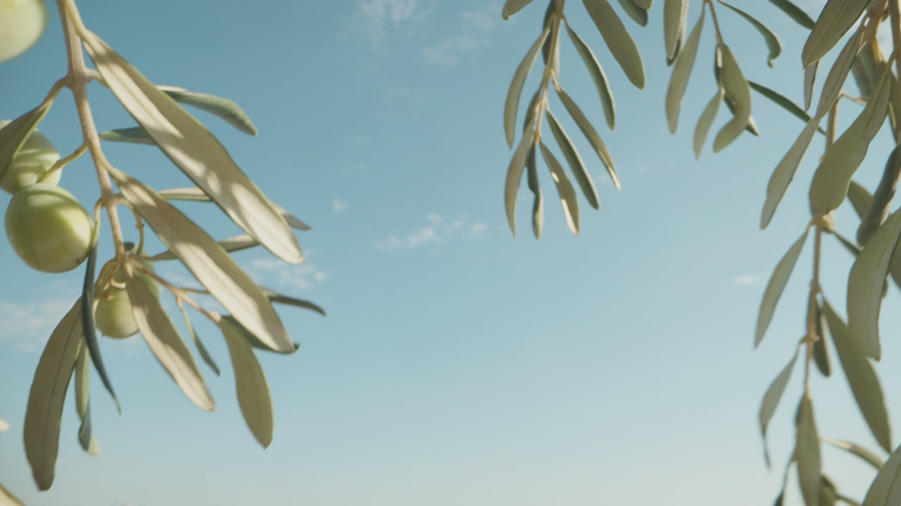 Green olives growing on trees in front of a blue sky while a breeze blows the branches around.